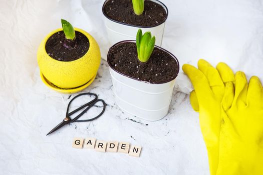 Transplanted hyacinth bulbs in new pots, against the background of gardening tools, yellow gloves. The inscription is garden