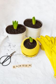 Transplant hyacinth bulbs into new pots, against the backdrop of gardening tools, yellow gloves. Garden inscription