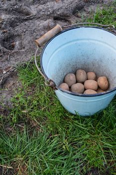 Planting potato tubers in the ground. Early spring preparation for the garden season. Potatoes for cutting in a bucket