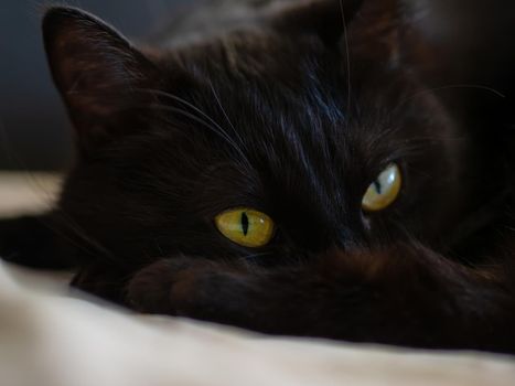 Black cat on a black background with bright yellow eyes