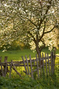 Blooming orchard with an old wooden fence in spring at the evening