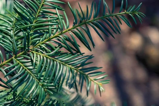 Brightly green prickly branches of a fur-tree or pine