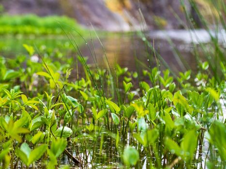 Green Plants and shore trail in the lake