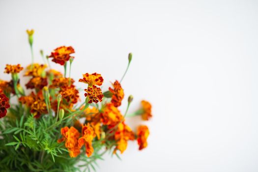 Beautiful orange marigolds on a beige background. Selective focus, noise. Ready banner for advertising. Place with copy space