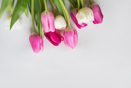 Beautiful spring bouquet with pink and white tulips on a white background. Spring, 8 March, birthday. Postcard, place for an inscription