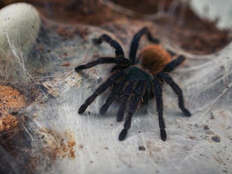 Green Bottle Blue Tarantula Spider. Chromatopelma cyaneopubescens. Tarantula spider on the web. Background for halloween.