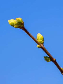 Spring is coming. tree branch with buds growing against a blue sky