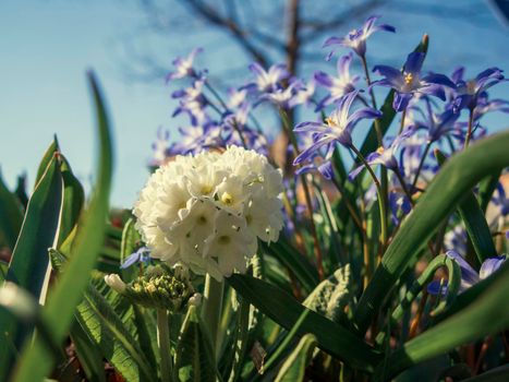 white spring flowers with blurred background.