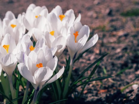 White crocuses growing on the ground in early spring. First spring flowers blooming in garden. Spring meadow full of white crocuses, Bunch of crocuses. White crocus blossom close up. Early spring