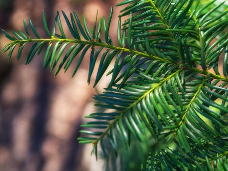 Fir tree brunch close up. Shallow focus. Fluffy fir tree brunch close up. Christmas wallpaper concept. Copy space.
