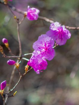 Wild rosemary flowers. Pink spring flowers.