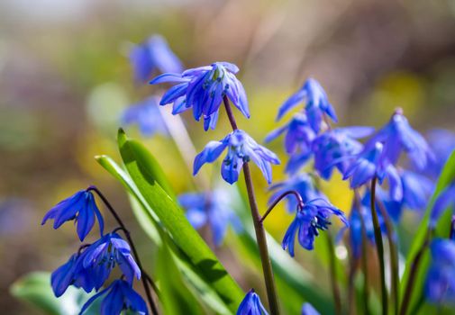Blue flowers of the Scilla Squill blooming in April. Bright spring flower on Scilla Bifolia closeup - Bluebells in a spring forest, macro shot with green soft light and blurred background.