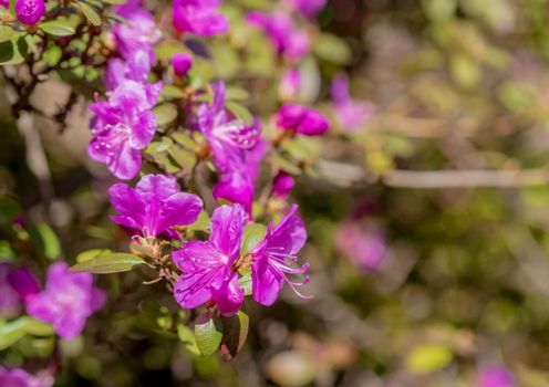 Wild rosemary flowers. Pink spring flowers.