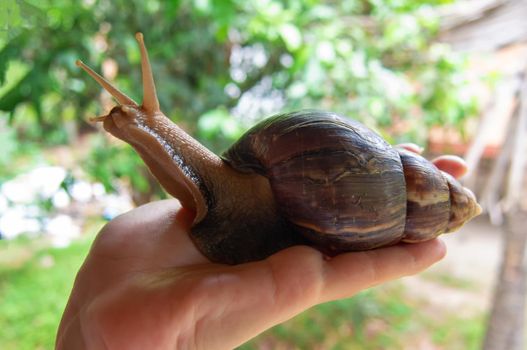 the big Achatina snail in a hand.