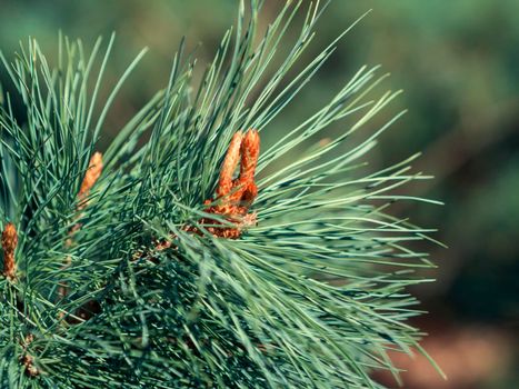 Siberian cedar branch, branch with green needles