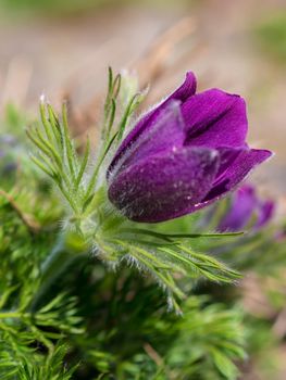 First spring blooming flower, purple plant macro, lumbago flower, dream grass, sleep-grass, symbol of spring.