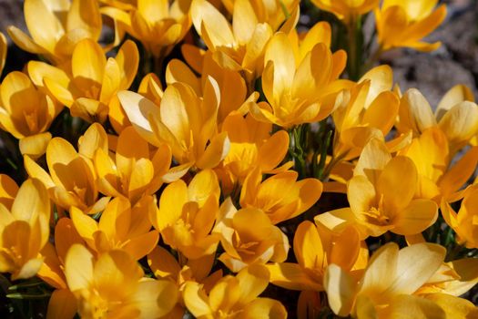 Yellow crocuses in the early spring at the cottage