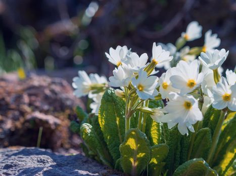white spring flowers with blurred background.