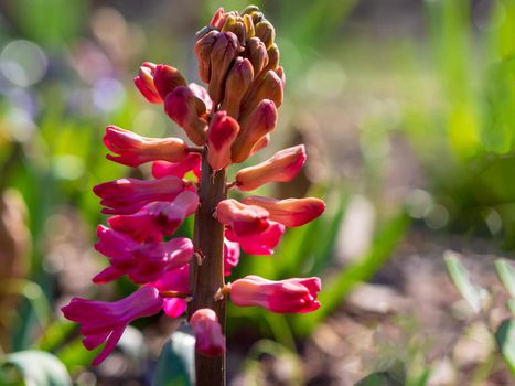 Red spring flowers with blurred background