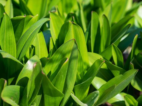 Green grass background texture. Field of fresh green grass texture as a background, top view, horizontal. Artificial green grass texture for background.