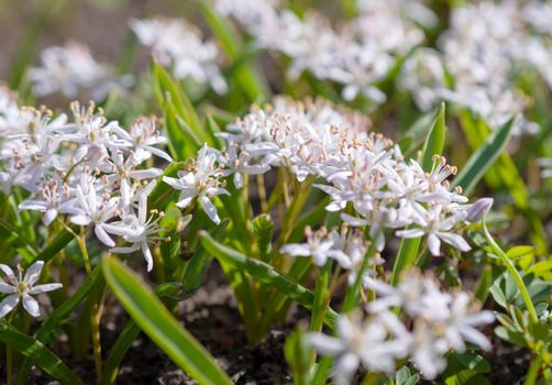 Scilla bifolia rosea, Rosy squill