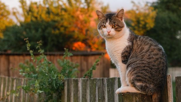 The cat is sitting on the fence. The cat in the village sits on a pole.