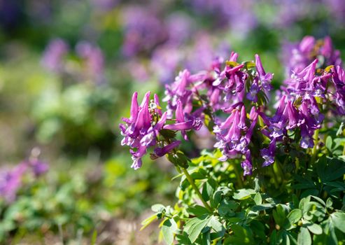 flowers of spring fumewort, Corydalis solida.