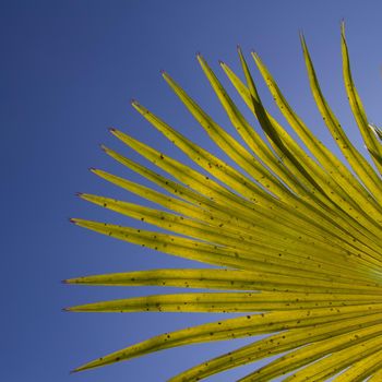 Close-up of green plant against blue sky