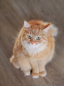 Curious ginger cat is sitting on wooden floor and looking in camera. Cute fluffy pet at home.