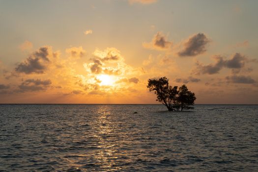 low sunrise shot with the light and red colors reflected in the waves and the silhouette of lone mangrove tree in the middle of the ocean in havelock swaraj dweep andaman India