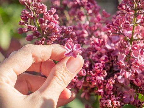 Woman found five-petals flower of dark pink lilac. Symbol of luck and fortune at spring. Flowering tree in garden.