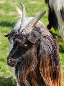 Portrait of Capra Aegagrus Girgentana or Valais Black Goat. Furry farm animal in paddock near barn. Animal husbandry.
