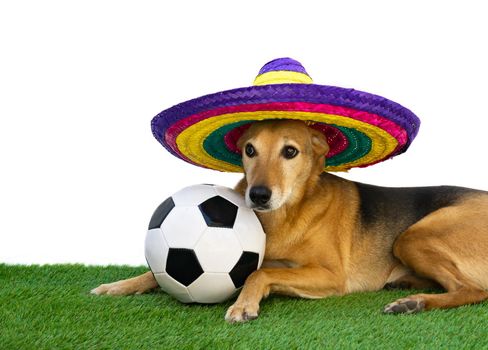 dog with colorful mexican straw hat and soccer ball