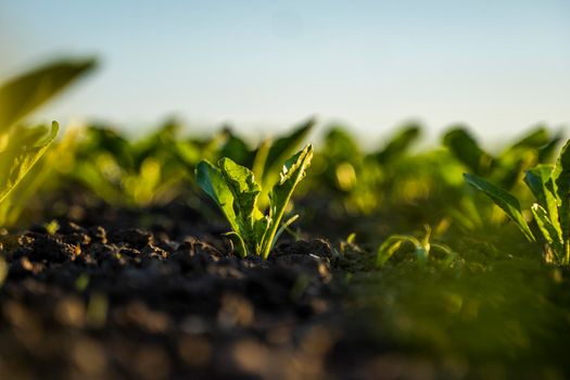 Rows of young sugar beets lit by the sun. Sugar beet cultivation. Close up of young sugar beet plants in converging long lines growing in fertilized soil