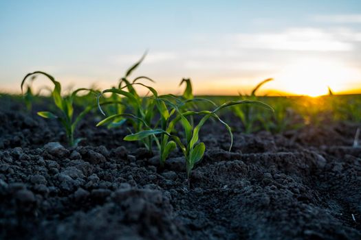 Agriculture concept. Young green corn growing on the fertile field. Young corn plants