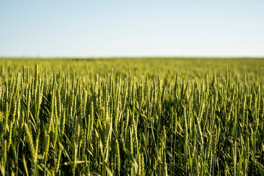 Close up ears of young green wheat growing in the field. Agriculture