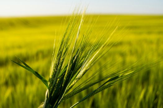 Farmer's hand holding a green ears of barley in a sunset. Agriculture. The concept of agriculture, healthy eating, organic food