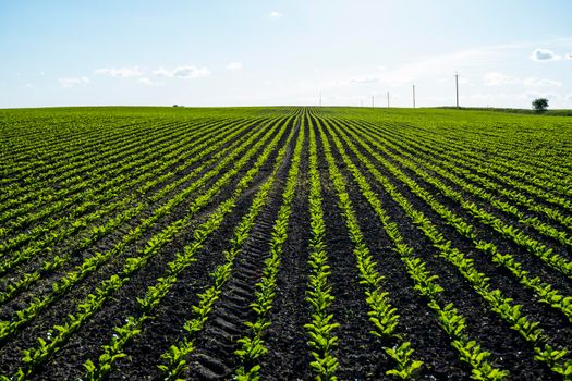 Rows of corn sprouts beginning to grow. Young corn seedlings growing in a soil. Agricultural concepts