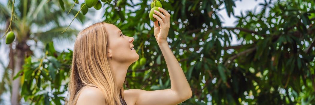 Young woman sniffing mango fruit on a tree in the garden. Harvesting. Close to nature. BANNER, LONG FORMAT