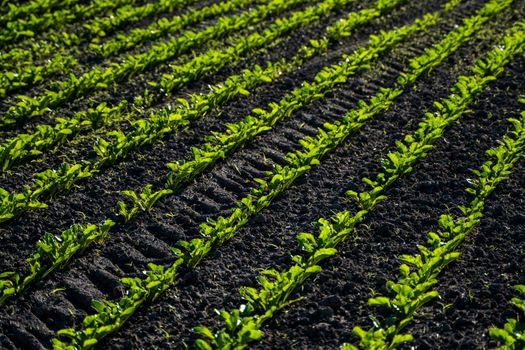 Straight rows of sugar beets growing in a soil in perspective on an agricultural field. Sugar beet cultivation. Young shoots of sugar beet, illuminated by the sun. Agriculture, organic