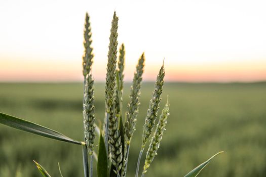 Young green wheat growing in agricultural field. Unripe cereals. The concept of agriculture, organic food.