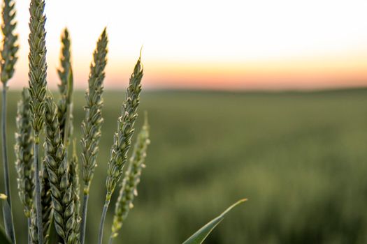 Young green wheat growing in agricultural field. Unripe cereals. The concept of agriculture, organic food.