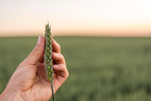 Farmer is holding a green ear of wheat in hand in front of agricultural field of wheat in a sunset