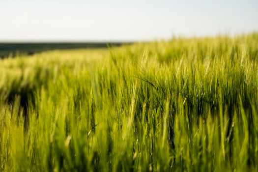 Landskape of an agricultural field with a green barley. Nature. Agricultural proces of growing cerals