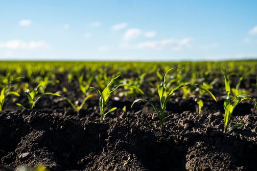 Rows of corn sprouts beginning to grow. Young corn seedlings growing in a soil. Agricultural concepts
