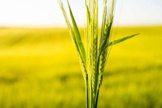 Farmer's hand holding a green ears of barley in a sunset. Agriculture. The concept of agriculture, healthy eating, organic food