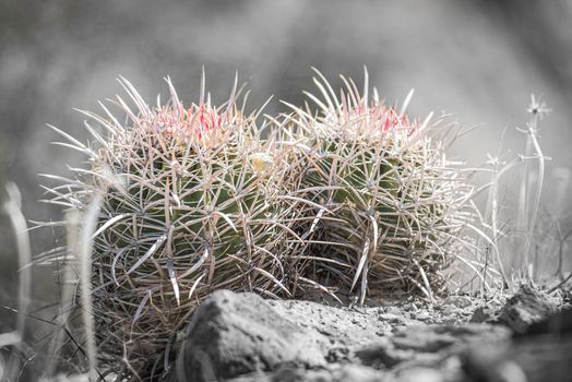 Barrel Cactus Topped in red color with spikes