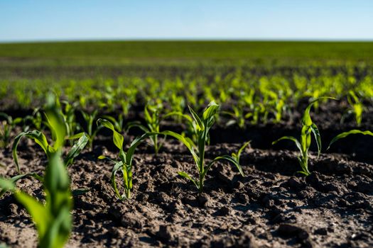 Green corn plants on a fertile field. Agricultural process