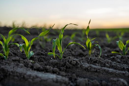 Agriculture concept. Young green corn growing on the fertile field. Young corn plants