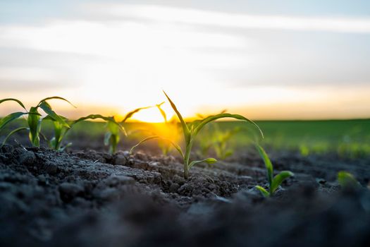 Agriculture concept. Young green corn growing on the fertile field. Young corn plants